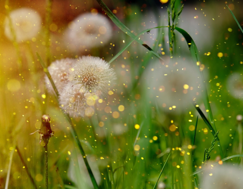 Pusteblumen auf einer grünen Wiese. Foto: Pixabay – Bruno/ Germany